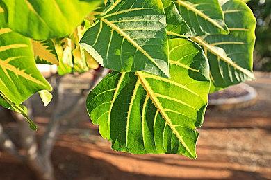 Arkane创始人认为《上古卷轴5》是一款沉浸式模拟游戏